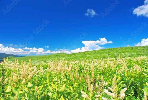 草原に広がるコバイケイソウの花畑(見頃は終わった) photo