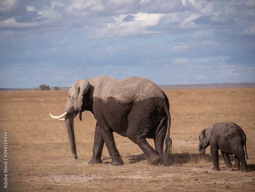 Fototapeta premium Amboseli10