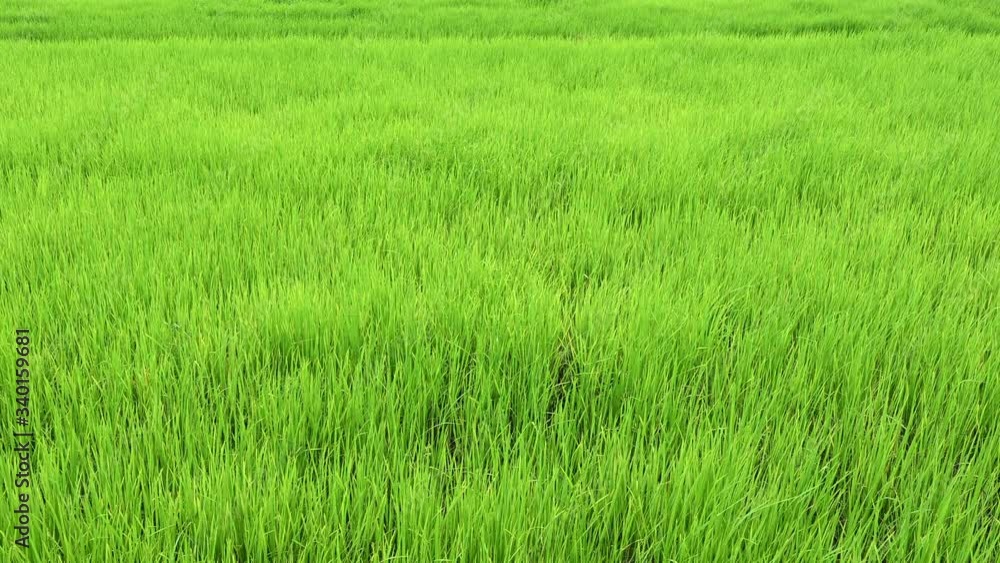 Green fields and Rice fields of Thailand. 4K footage Green fields and Rice fields of Thailand. 4K footage