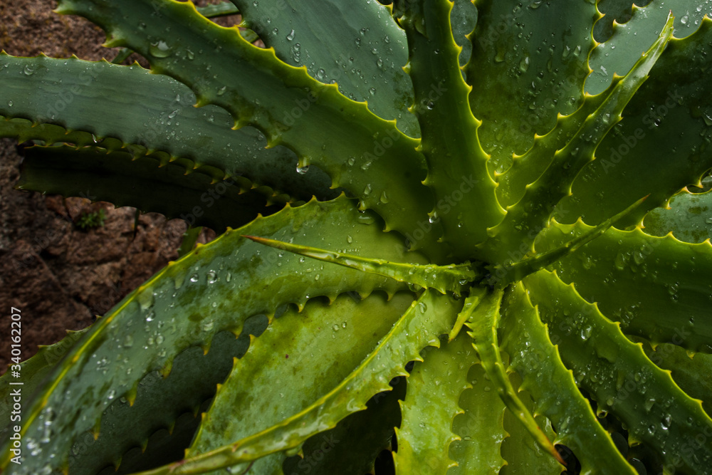 cactus leaves green fresh cactus leaves green fresh