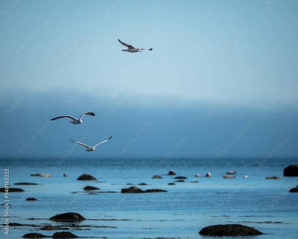 Fototapeta premium Seagulls3