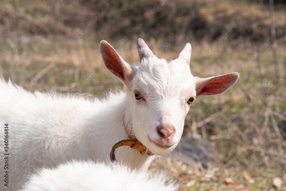 Obraz premium 可愛い子ヤギ