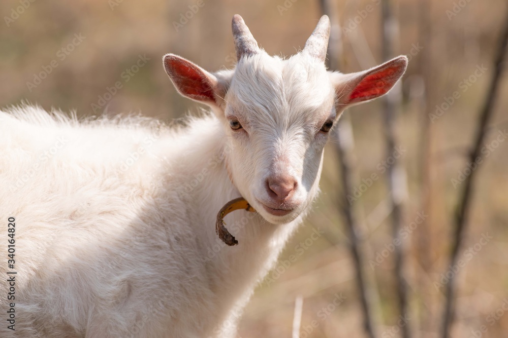 Obraz premium 可愛い子ヤギ