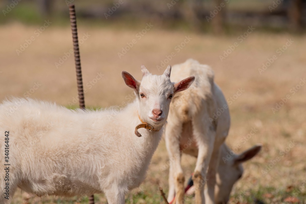 Obraz premium 可愛い子ヤギ