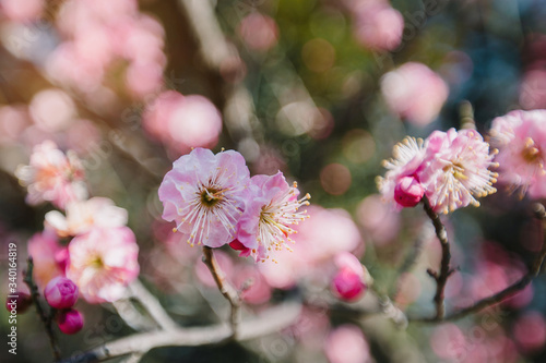 Wallpaper Mural Beautiful pink japanese apricot blossom with background bokeh. Torontodigital.ca
