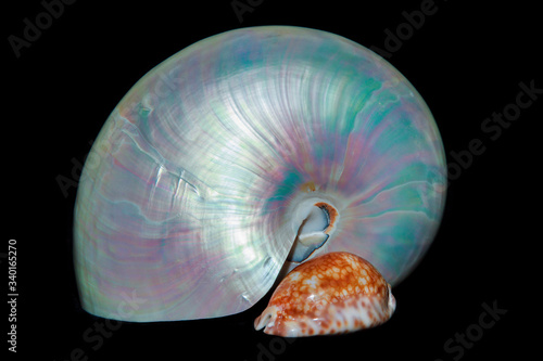 A pearl nautilus and a cowrie shell, arranged against a black background