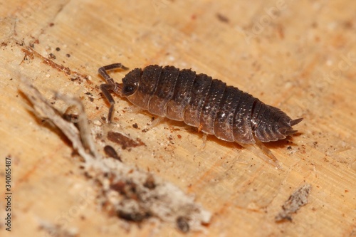 A woodlouse, also known as a slater or pillbug, on a piece of wood