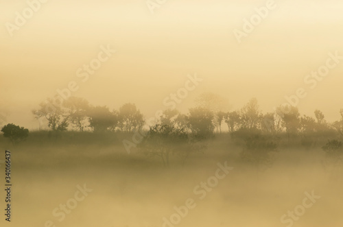The tree in the morning with white fog and blurred pattern background