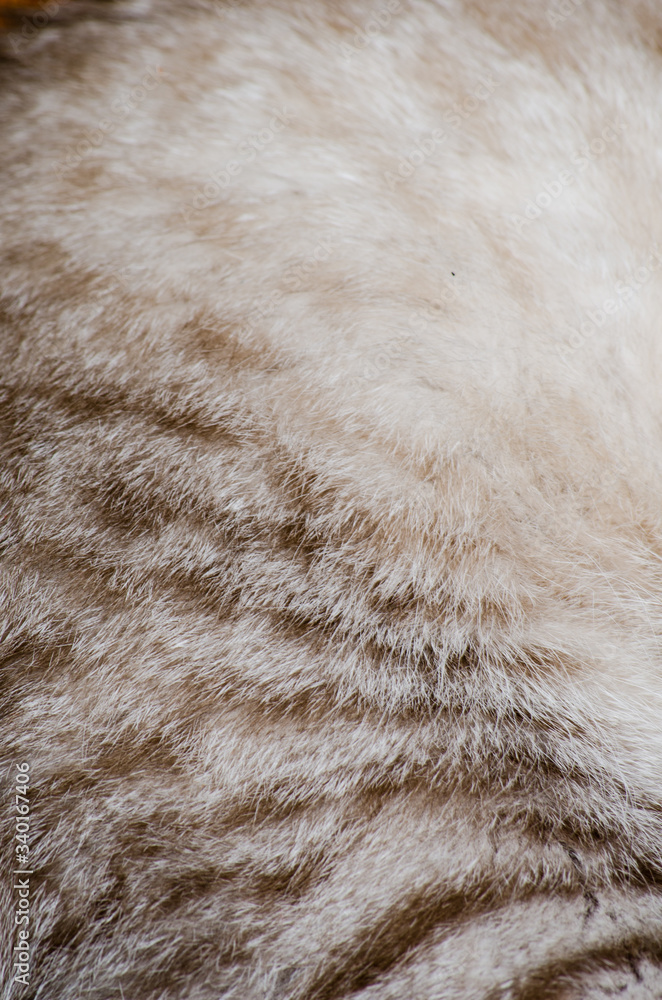 detail of a cat fur detail of a cat fur
