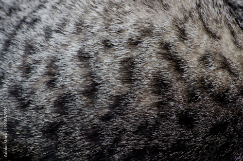 detail of  a cat fur