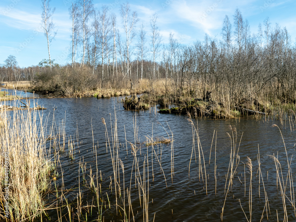 the bank of a small wild river, with trees reflecting in the water, swampy in spring