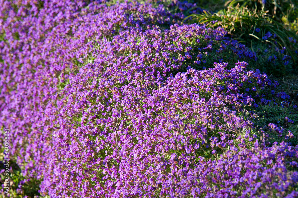 Obraz premium aubrieta growing on a stone wall in a garden