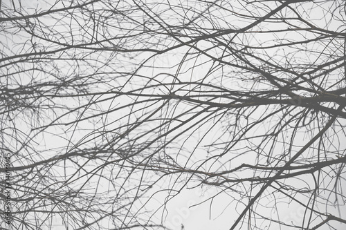 Winter branches 冬の枝