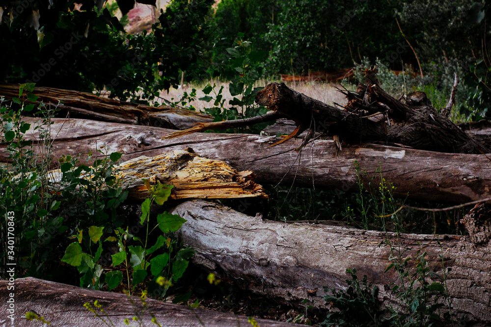 Obraz premium Old tree stump
