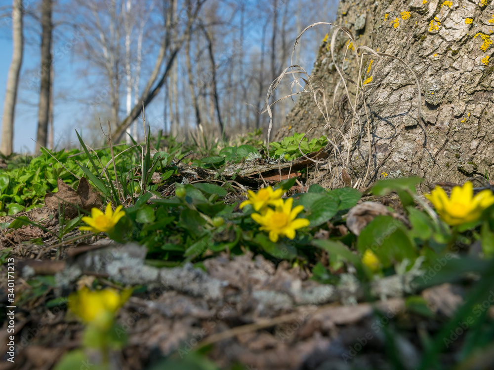 Fototapeta premium first spring flowers, bright yellow