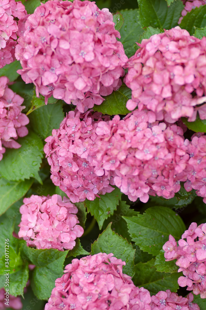 紫陽花 紫陽花