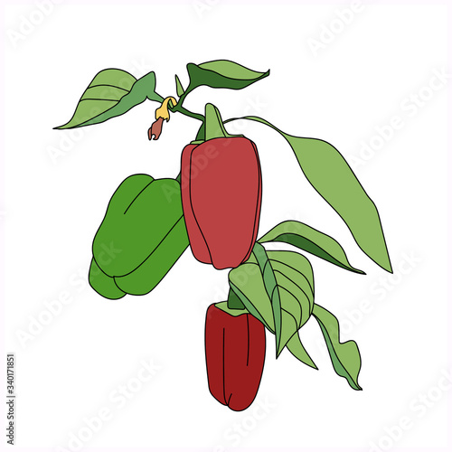Ripe pepper in the garden.Vector illustration.