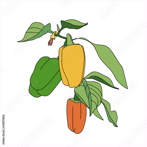 Ripe pepper in the garden.Vector illustration.