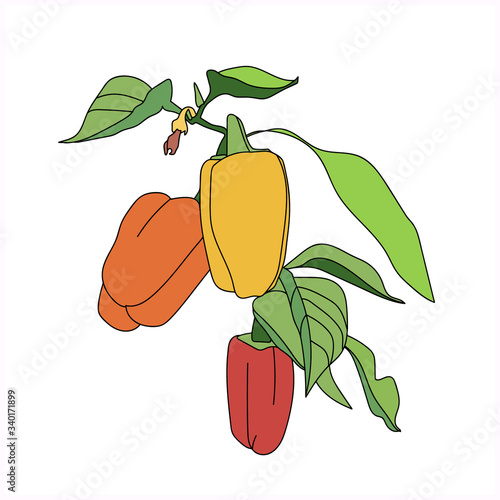 Ripe pepper in the garden.Vector illustration.
