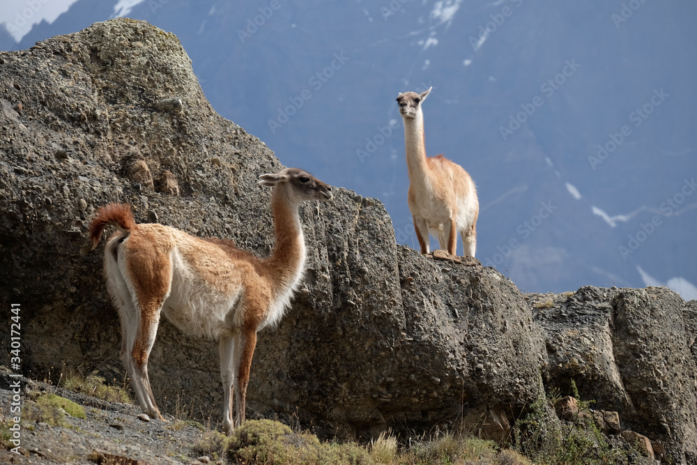 Guanaco in Torres del Paine National Park, Chile