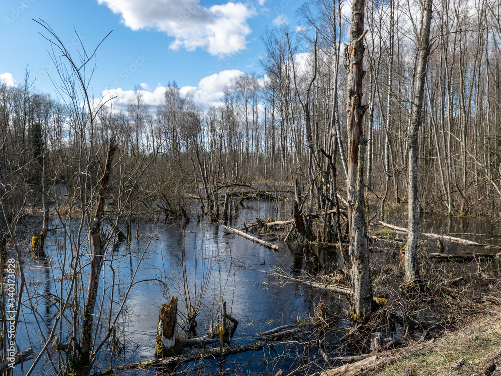 sunny spring landscape with a flooded river, rotten old trees and fallen ground, thin water sunny spring landscape with a flooded river, rotten old trees and fallen ground, thin water