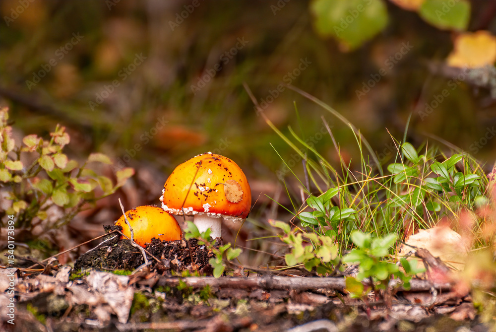 fly agaric mushroom at autumn in Finland. Small Finnish fungus fungi growing in a forest. Mushrooms are a symbol of fall and poison food. fly agaric mushroom at autumn in Finland. Small Finnish fungus fungi growing in a forest. Mushrooms are a symbol of fall and poison food.