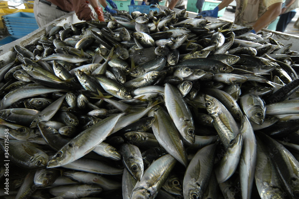 Fototapeta premium 漁港の魚