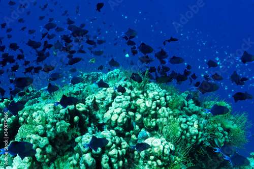 Reef scenic with redtooth triggerfishes, Odonus niger, Wakatobi National Park, Sulawesi Indonesia. photo