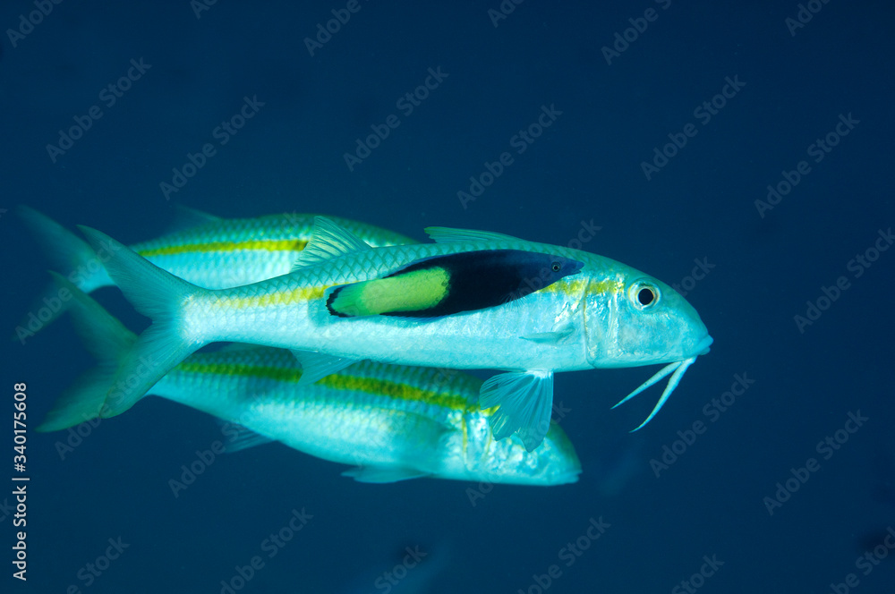Fototapeta premium Yellowfin Goatfish, Mulloidichthys vanicolensis, being cleaned by bicolor cleaner wrasse, Labroides bicolor, Sulawesi Indonesia