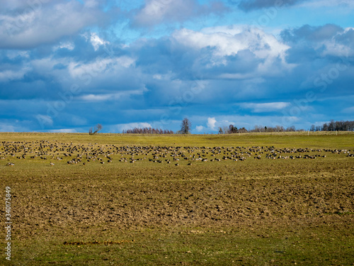 Agricultural field as place of stop-overs  geese make long stops in process of migration to replenish energy resources