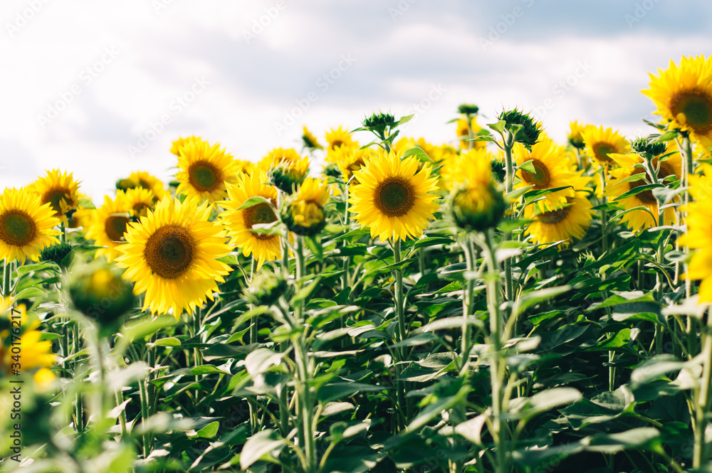 Obraz premium Sunflowers field under beautiful summer sky