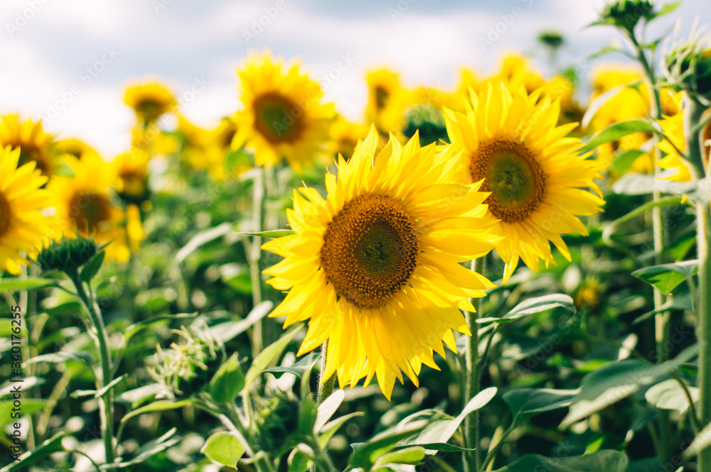 Fototapeta premium Sunflowers field under beautiful summer sky