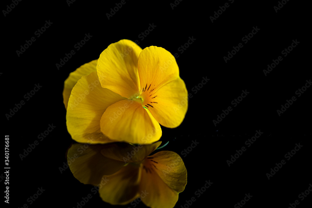 Stiefmütterchenblüte