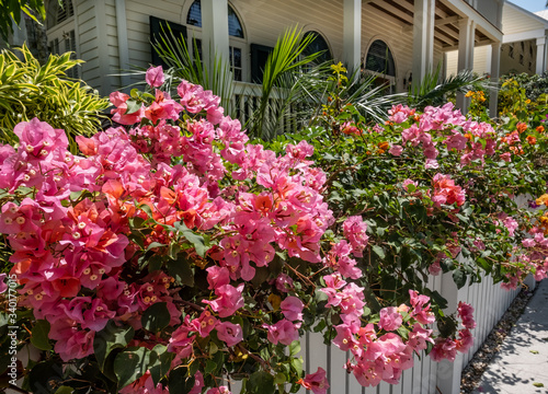Wallpaper Mural key West red flowers Torontodigital.ca