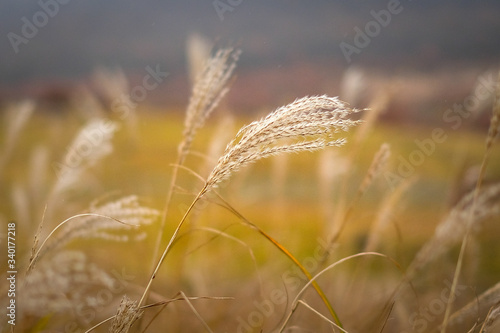 Golden grass field