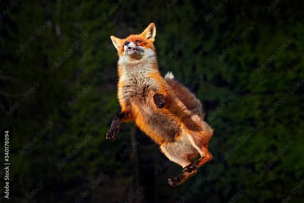 Fox leap jump in forest. Fox flight. Red Fox jumping , Vulpes vulpes,  wildlife scene from Europe.