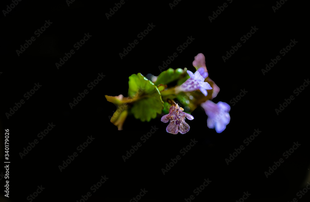 Gundermannblüte