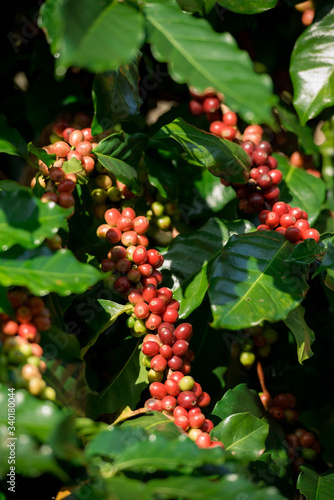 Coffee trees in the coffee garden, Arabica coffee tree species.