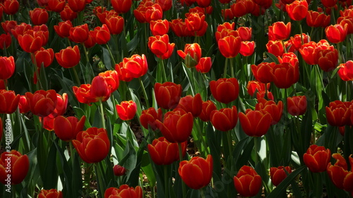 tulip garden                                 