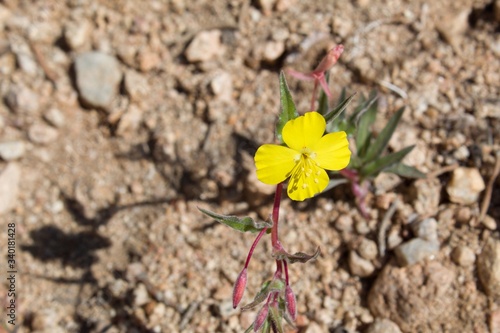 Small but noticeable blossoms of the Southern Mojave Desert native annual Mojave Sun Cup, Camissonia Campestris, shine in Pioneertown Mountains Preserve. photo