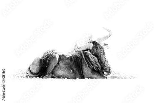 Wildebeest  black and white African art. Blue wildebeest  Connochaetes taurinus  on the meadow  big animal in the nature habitat in Botswana  Africa. Wild bull with horns.