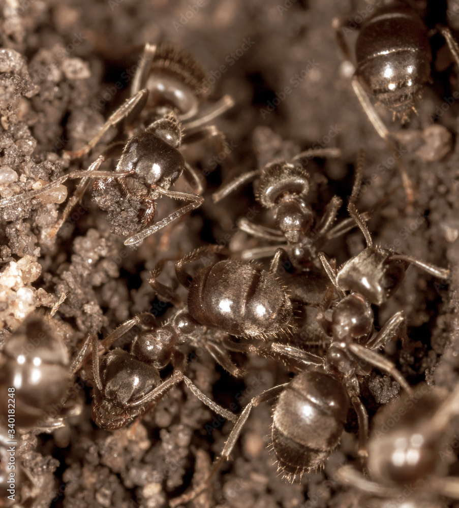 Ants crawl on the ground.