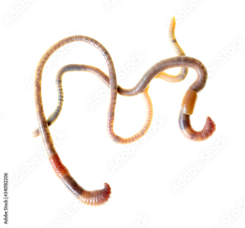 Earthworms isolated on a white © schankz