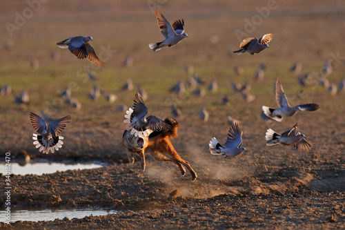 Jackal hunting birds near the waterhole, Polentswa, Botswana in Africa.  Beautiful wildlife scene from Africa with nice sun light. Jackal catch and evening sunlight. photo