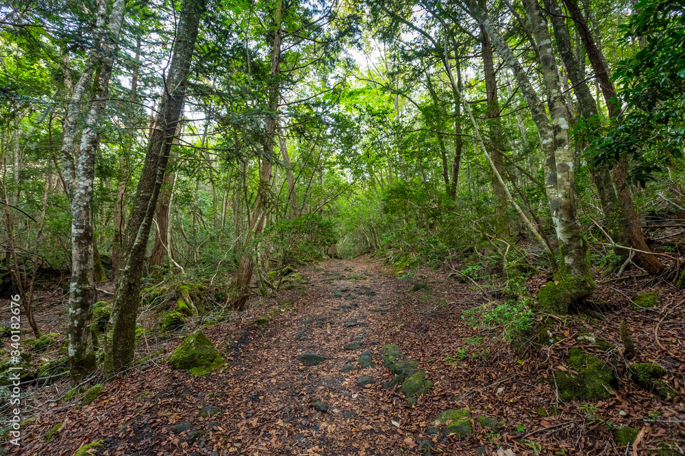 Aokigahara Forest. Suicide forest in the Mount Fuji region, Japan Aokigahara Forest. Suicide forest in the Mount Fuji region, Japan