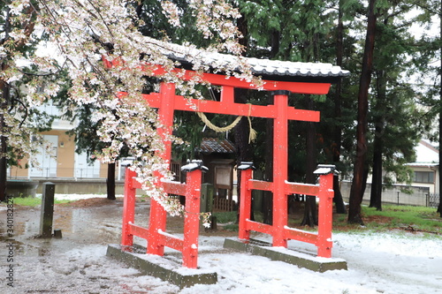 Canvas Print 久伊豆神社の鳥居とソメイヨシノ（サクラ）の花が美しい雪景色に映える様