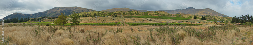 Vineyard near Cromwell in Otago on South Island of New Zealand
