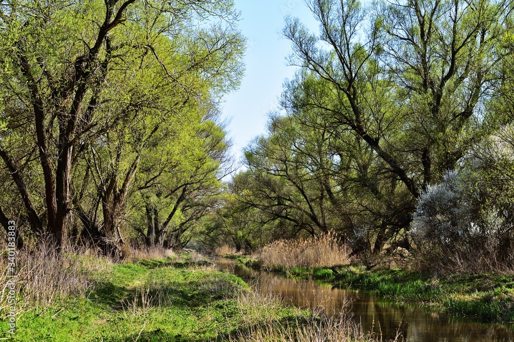 Frühlinglandschaft Nähe Barbacs, Ungarn