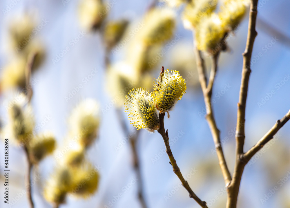 Flowers on willow branches in nature. Flowers on willow branches in nature.
