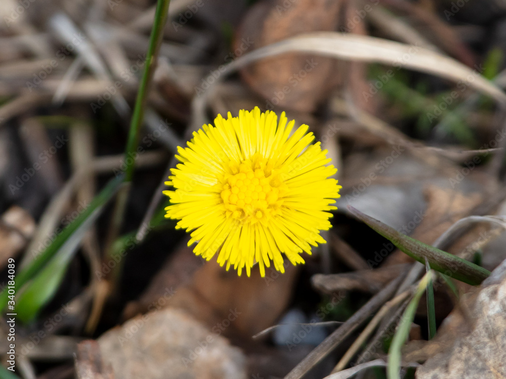 Yellow flower in the ground on nature. Yellow flower in the ground on nature.